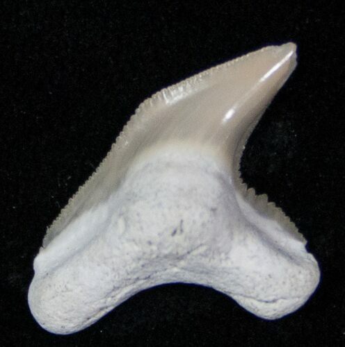 Fossil Tiger Shark Tooth - Lee Creek Mine #12868